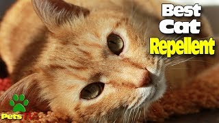 HOW TO MAKE A HOME CAT REPELLENT [upl. by Aihsein146]