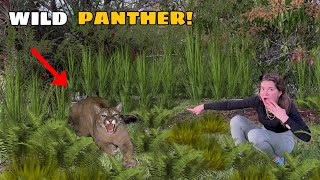 GIANT PANTHER ON THE LOOSE DID WE CATCH IT [upl. by Dinse]