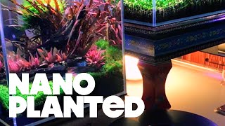 4 Gallon Planted Tank  Nano [upl. by Anitsirhcairam]