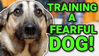 THE BEST WAY TO TRAIN A FEARFULNERVOUS DOG [upl. by Marge]