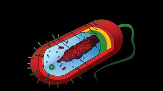 2d Bacteria [upl. by Delcine]