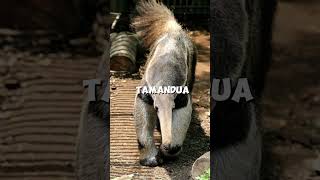 The Anteater animals wildlife [upl. by Marciano]