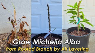 How to Grow amp Care for Michelia Alba White Champaca from Rooted Branch by Air Layering 白兰的种植和养护 [upl. by Narruc]