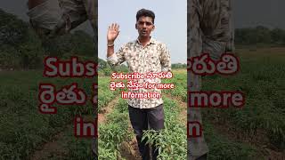 Planta mycin vishwa3g Expert మిరప chilli agriculture farming amp [upl. by Guidotti]