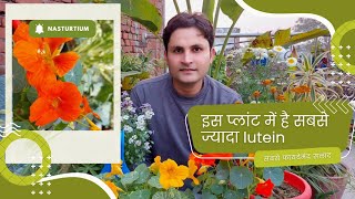 इसके फूलों की सलाद आंखों के लिए है बहुत फायदेमंद  Tropaeolum majus garden nasturtium plant care 🌿 [upl. by Moira]