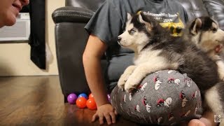 Husky Puppy Argues Over Bath  Husky Puppy Talking  Funny amp Cute [upl. by Fineman]