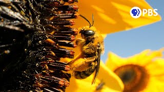 How Sunflowers Bring All the Bees to the Yard  Deep Look [upl. by Ayatan]