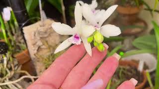 EpiSnow fantasy Blc Key Lime Stars C Amazone Coerulea Prosthechea Cochleata [upl. by Enneite144]