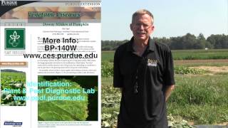 Downy Mildew of Cucurbits [upl. by Edny]