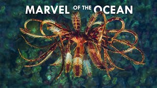 Feather Stars are the most Mesmerizing Creatures in the Ocean [upl. by Noryak142]