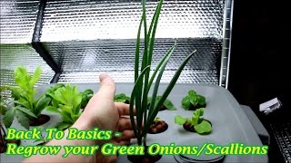 Regrow your Green OnionsScallions Part 1 [upl. by Etram845]