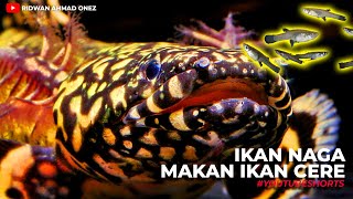 IKAN NAGA MAKAN IKAN CERE  IKAN PALMAS ORNA  POLYPTERUS ORNATIPINNIS PREDATOR FISH [upl. by Nerrad]