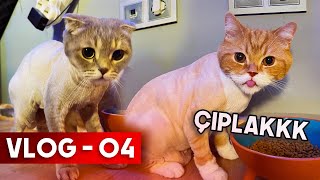 KEDİLERİMİ TIRAŞ ETTİRDİM   Axolotl Cafer Son Durum   VLOG 04 [upl. by Peltz]