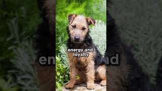 The small and sturdy Lakeland Terrier terrier dogs [upl. by Gurango987]