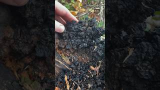 IS THAT CHAGA How to identify Chaga Sclerotia Inonotus obliquus [upl. by Jezabella]