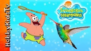 Patrick Star Hanging with Hummingbirds HobbyKidsTV [upl. by Babby]