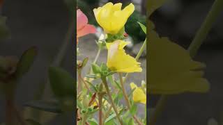 9 o clock 10 o clock plantshortfeedshotvideogardening plants 🌱🌱🌱 [upl. by Animor]