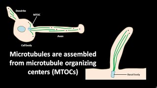 Microtubules are assembled from microtubule organizing centers or MTOCs [upl. by Lohman335]