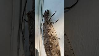 FEMALE DOBSONFLY  CRAZY BUG [upl. by Olsewski940]