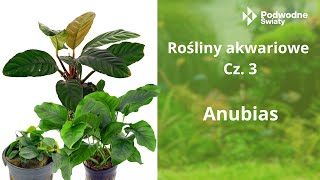 Rośliny akwariowe cz3 Anubias [upl. by Llerrat563]