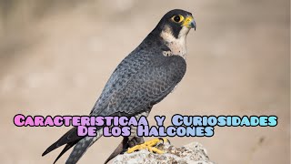 Conoce las características y curiosidades sobres los halcones [upl. by Ahsekram]