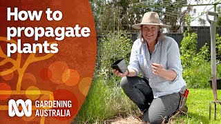 How to propagate plants  Gardening 101  Gardening Australia [upl. by Ellinehc]