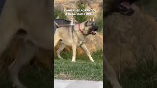 Kangal dog vs pitbull dog real fight 2022 [upl. by Winifield839]