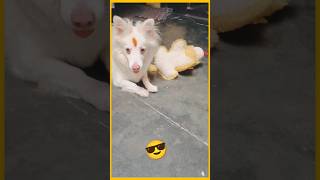 Dogs play😎😍 trending viral [upl. by Heigl]