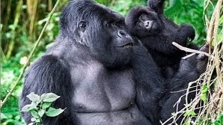 Gorilla Trekking in Uganda [upl. by Ardra]