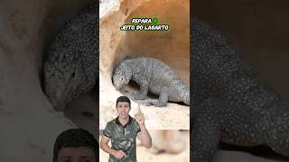 22 GATA vs LAGARTO  Vida Animal Comentada [upl. by Denni]