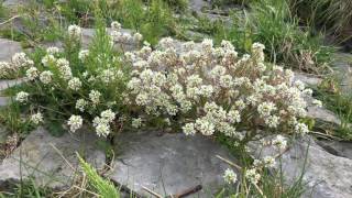 Echt lepelblad Cochlearia officinalis subsp officinalis  20170427 [upl. by Lezlie]