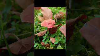 Herfst2024 paddenstoelen mushrooms autumn2024 [upl. by Haldeman]