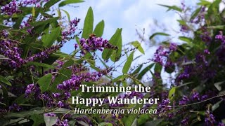 GrowHome  Satisfying Trimming the Happy Wanderer  Hardenbergia violacea  Gardening  AMSR  4K [upl. by Gusta]