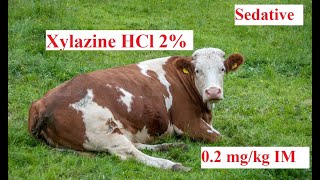 Xylaxine HCl dose and effect in cattle [upl. by Osnofledi335]