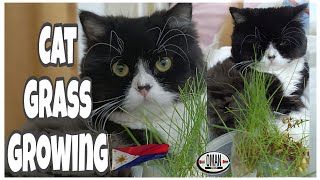 GROWING CAT GRASS WITHOUT SOIL 😯 [upl. by Hannover]