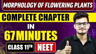 MORPHOLOGY OF FLOWERING PLANTS IN 67 Minutes  Full Chapter Revision  Class 11 NEET [upl. by Aennaej]