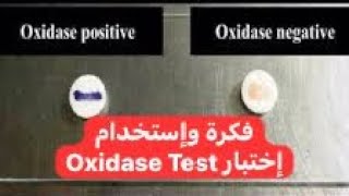 فكرة واستخدام اختبار Oxidase Test [upl. by Adnuhser389]