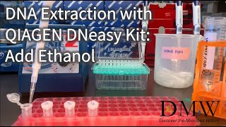 DNA Extraction with QIAGEN DNeasy Kit Add Ethanol [upl. by Nnayllek60]