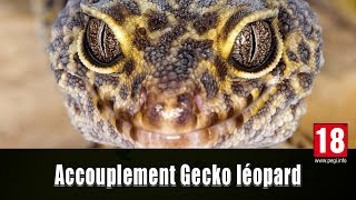 ACCOUPLEMENT DU GECKO LEOPARD [upl. by Ayim459]