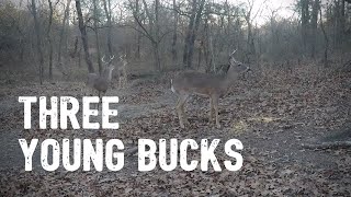 Traditional Bow Hunt • From The Ground • Whitetail Deer • Oklahoma • Last Chance 2017 [upl. by Matthei]