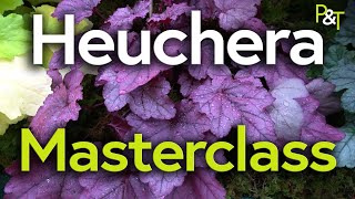 Heuchera Tiarella Heucherella Masterclass  Pots amp Trowels [upl. by Oirtemed]