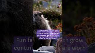 Groundhog didyouknow facts [upl. by Gaelan]