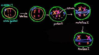 Fases de la meiosis I  División celular  Biología  Khan Academy en Español [upl. by Eide]