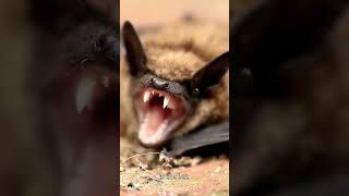 How Bats Use Echolocation to See in the Dark 🦇✨ shorts [upl. by Susumu]