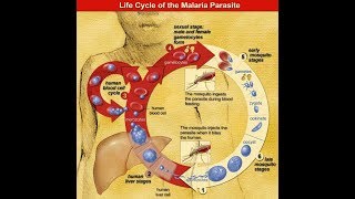 Malaria series Plasmodium malariae P ovale and the monkey malaria Plasmodium knowlesi [upl. by Claudian885]