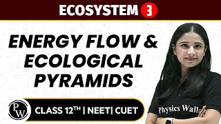 Ecosystem 03  Energy Flow amp Ecological Pyramids  Pure English  12th  NEETCUET [upl. by Sabrina]