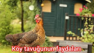 Köy tavuğunun sağlığa birçok faydası vardır gezercim tavuk tavukdünyası tavukpazarı tavuk [upl. by Yehudit]