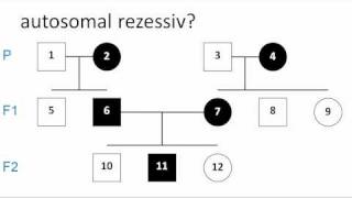 Genetik Stammbaumanalyse Erbkrankheiten [upl. by Malinde]