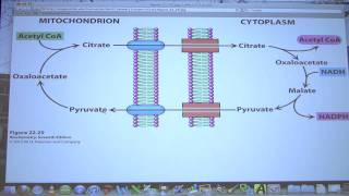 38 Biochemistry FatFatty Acid Metabolism II Lecture for Kevin Aherns BB 451551 [upl. by Atima]