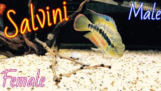 Salvini cichlids male or female [upl. by Tildi]